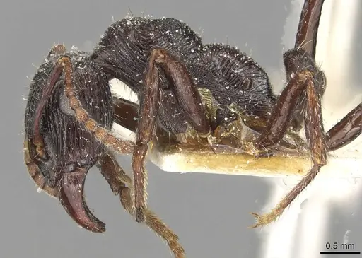 Ectatomma edentatum specimen CASENT0915106 image casent0915106_3