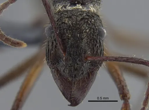 Ectatomma edentatum specimen CBUMAGENT41744 image cbumagent41744_2