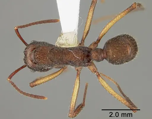 Ectatomma edentatum specimen USNMENT00441003 image usnment00441003_1
