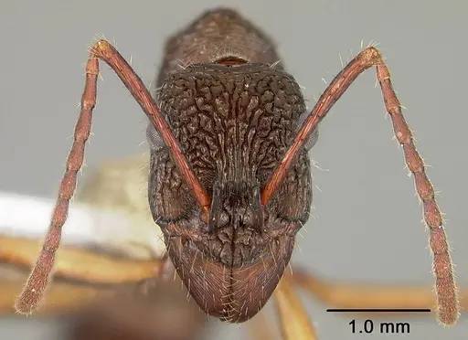 Ectatomma edentatum specimen USNMENT00441003 image usnment00441003_2