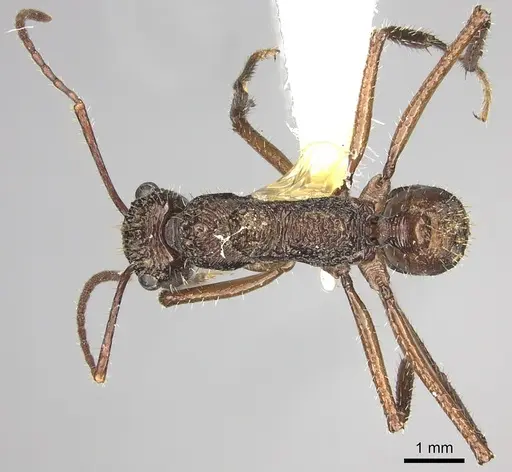Ectatomma gibbum specimen CASENT0249600 image casent0249600_1