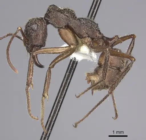 Ectatomma gibbum specimen CASENT0249600 image casent0249600_3