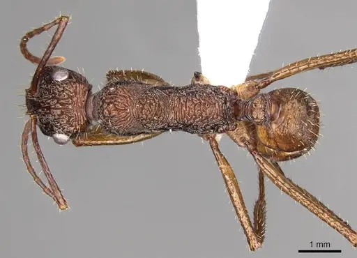 Ectatomma gibbum specimen CASENT0281503 image casent0281503_1