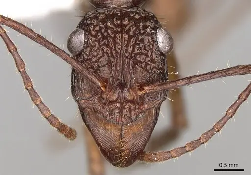 Ectatomma gibbum specimen CASENT0281503 image casent0281503_2
