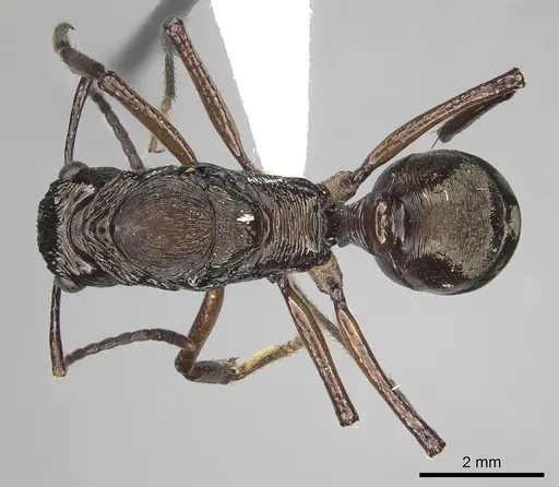 Ectatomma gibbum specimen CASENT0612173 image casent0612173_1