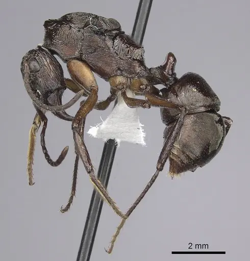 Ectatomma gibbum specimen CASENT0612173 image casent0612173_3