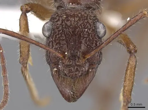 Ectatomma gibbum specimen CASENT0915348 image casent0915348_2