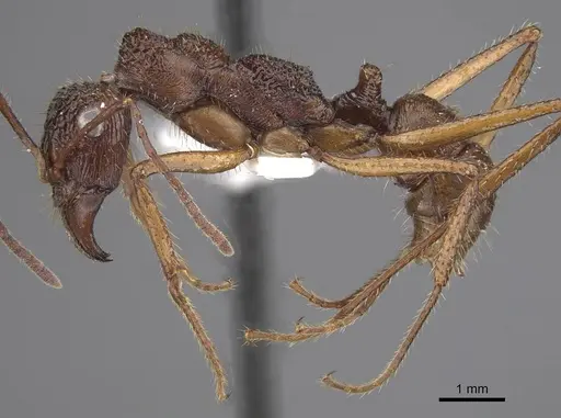 Ectatomma gibbum specimen CASENT0915348 image casent0915348_3