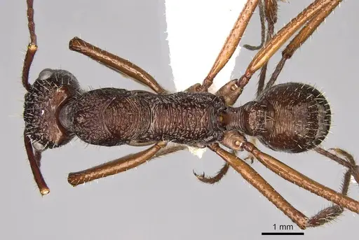 Ectatomma goninion specimen CASENT0281504 image casent0281504_1