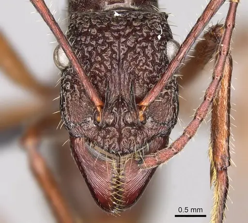 Ectatomma goninion specimen CASENT0281504 image casent0281504_2