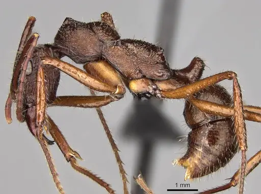 Ectatomma goninion specimen CASENT0281504 image casent0281504_3