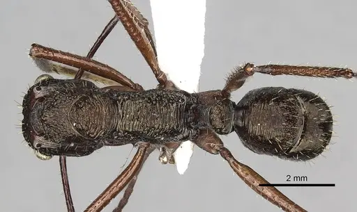 Ectatomma goninion specimen CASENT0281815 image casent0281815_1