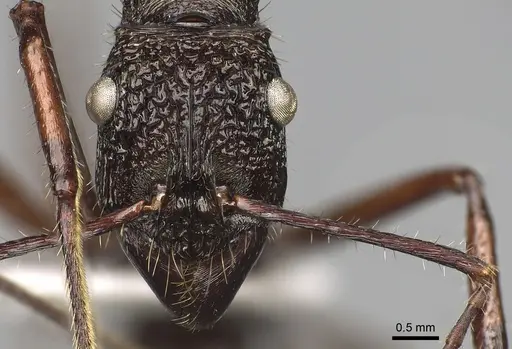 Ectatomma goninion specimen CASENT0281815 image casent0281815_2
