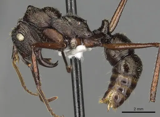Ectatomma goninion specimen CASENT0281815 image casent0281815_3