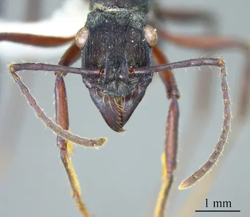 Ectatomma lugens specimen ANTWEB1041397 image antweb1041397_1