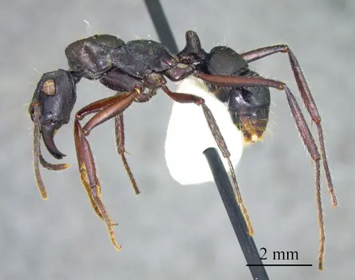 Ectatomma lugens specimen ANTWEB1041397 image antweb1041397_2