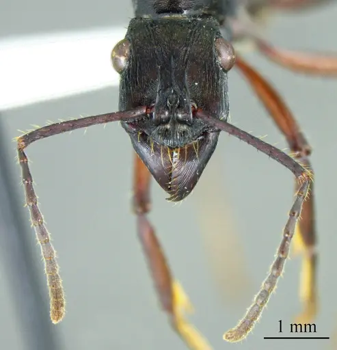Ectatomma lugens specimen ANTWEB1041421 image antweb1041421_1