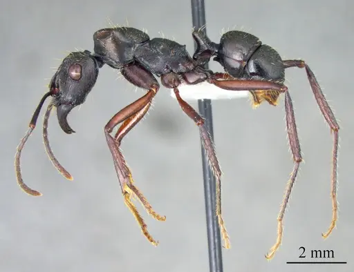 Ectatomma lugens specimen ANTWEB1041421 image antweb1041421_2