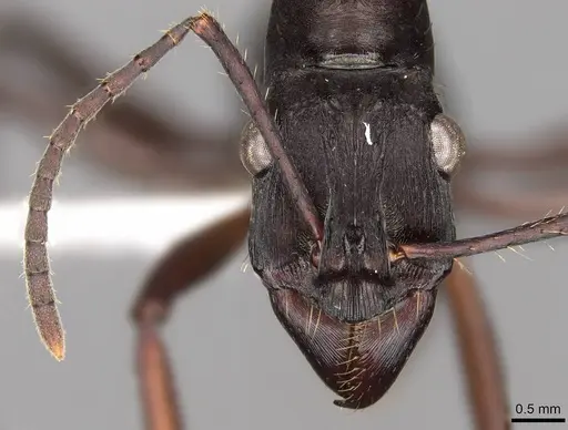 Ectatomma lugens specimen CASENT0281505 image casent0281505_2