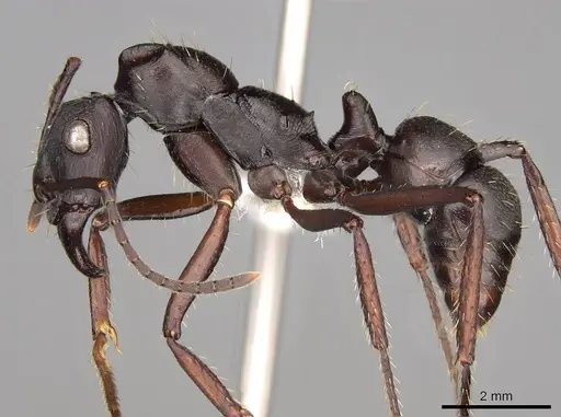 Ectatomma lugens specimen CASENT0281505 image casent0281505_3
