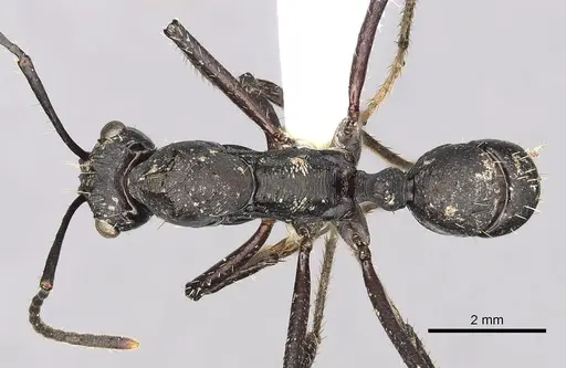 Ectatomma lugens specimen CASENT0281816 image casent0281816_1
