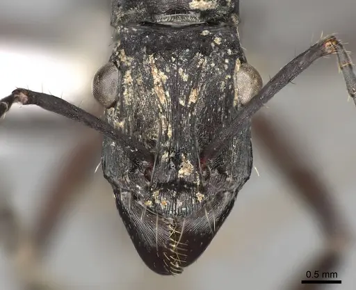Ectatomma lugens specimen CASENT0281816 image casent0281816_2