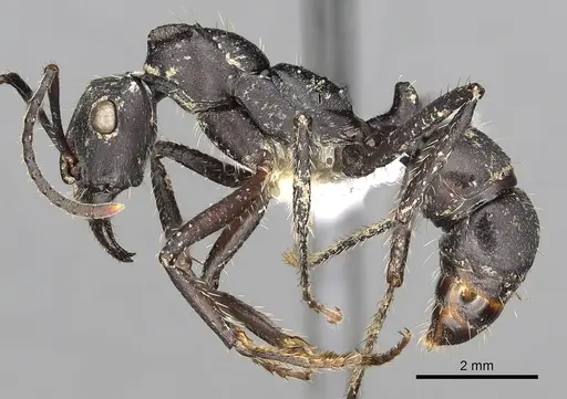 Ectatomma lugens specimen CASENT0281816 image casent0281816_3