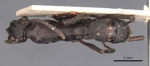 Ectatomma lugens specimen CASENT0905380 image casent0905380_1