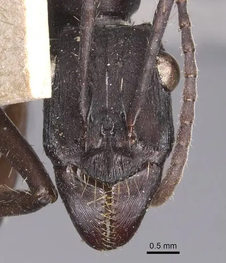 Ectatomma lugens specimen CASENT0905380 image casent0905380_2