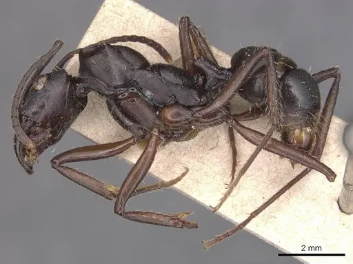 Ectatomma lugens specimen CASENT0905380 image casent0905380_3