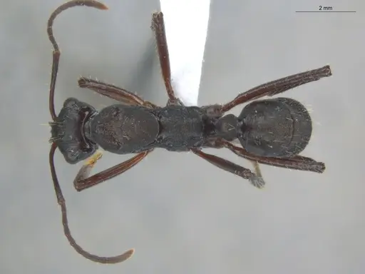 Ectatomma lugens specimen ECOFOG-IT14-0403-11 image ecofog-it14-0403-11_1
