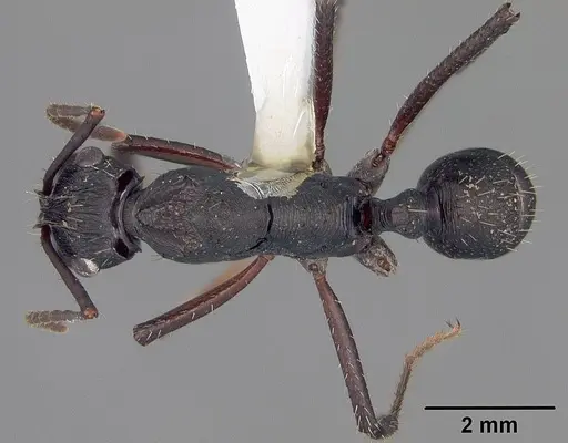Ectatomma lugens specimen USNMENT00445341 image usnment00445341_1
