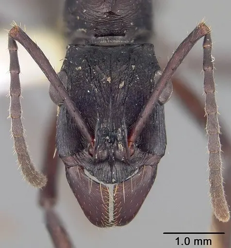 Ectatomma lugens specimen USNMENT00445341 image usnment00445341_2
