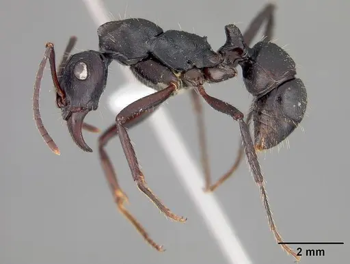Ectatomma lugens specimen USNMENT00445341 image usnment00445341_3