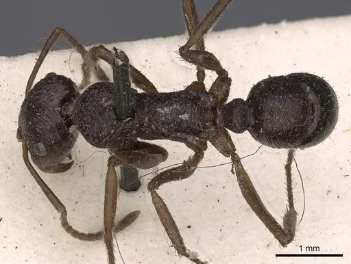 Ectatomma muticum specimen CASENT0900517 image casent0900517_1