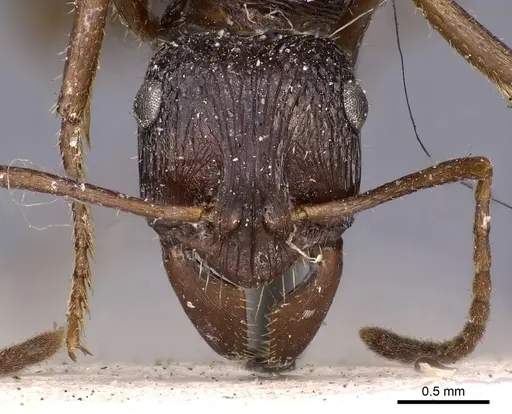Ectatomma muticum specimen CASENT0900517 image casent0900517_2