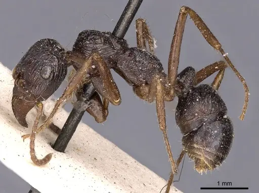 Ectatomma muticum specimen CASENT0900517 image casent0900517_3
