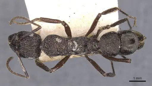 Ectatomma muticum specimen CASENT0907181 image casent0907181_1