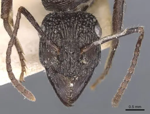 Ectatomma muticum specimen CASENT0907181 image casent0907181_2