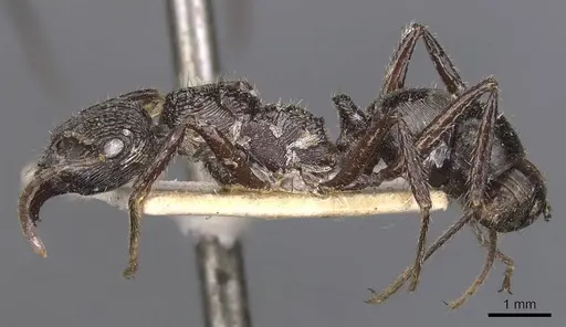 Ectatomma muticum specimen CASENT0907181 image casent0907181_3