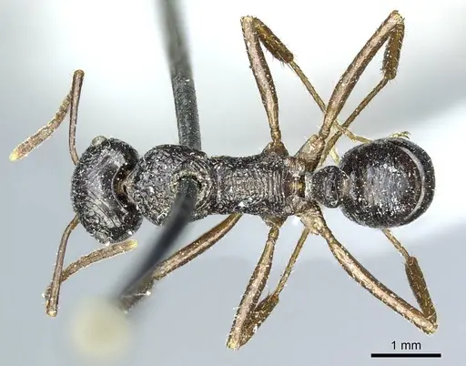 Ectatomma muticum specimen CASENT0915907 image casent0915907_1