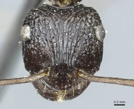 Ectatomma muticum specimen CASENT0915907 image casent0915907_2