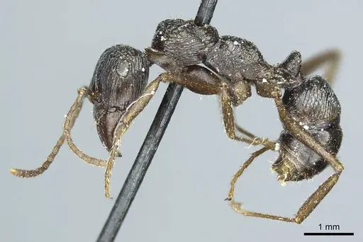 Ectatomma muticum specimen CASENT0915907 image casent0915907_3