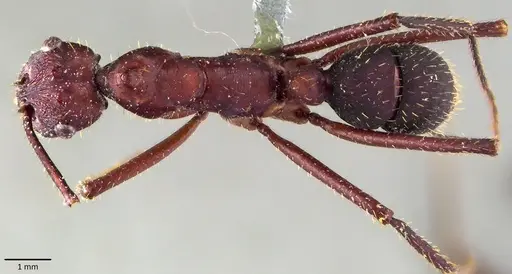 Ectatomma opaciventre specimen ANTWEB1041852 image antweb1041852_1