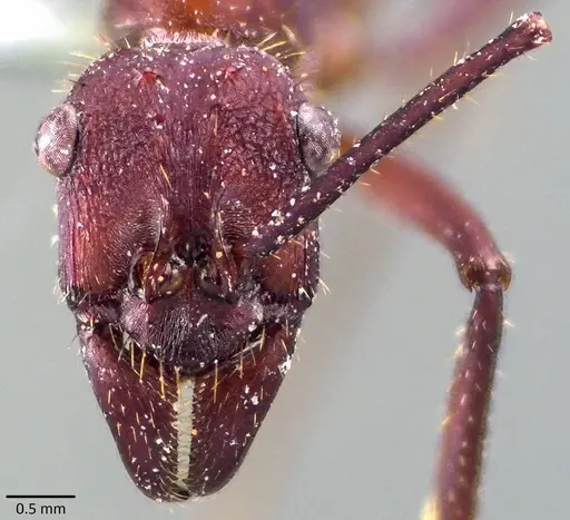 Ectatomma opaciventre specimen ANTWEB1041852 image antweb1041852_2