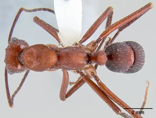 Ectatomma opaciventre specimen CASENT0106081 image casent0106081_1