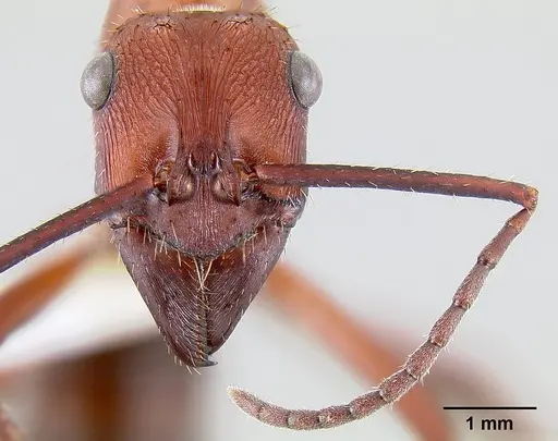 Ectatomma opaciventre specimen CASENT0106081 image casent0106081_2