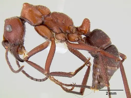 Ectatomma opaciventre specimen CASENT0106081 image casent0106081_3