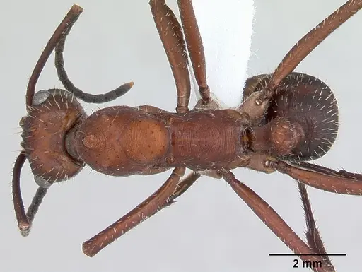 Ectatomma opaciventre specimen CASENT0173377 image casent0173377_1