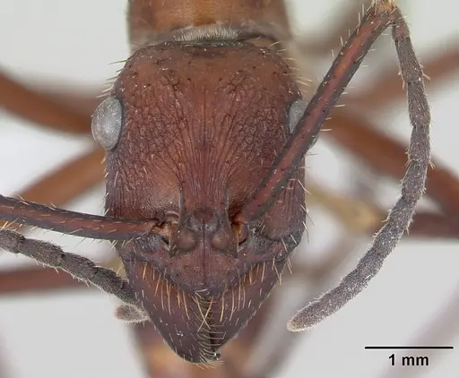 Ectatomma opaciventre specimen CASENT0173377 image casent0173377_2